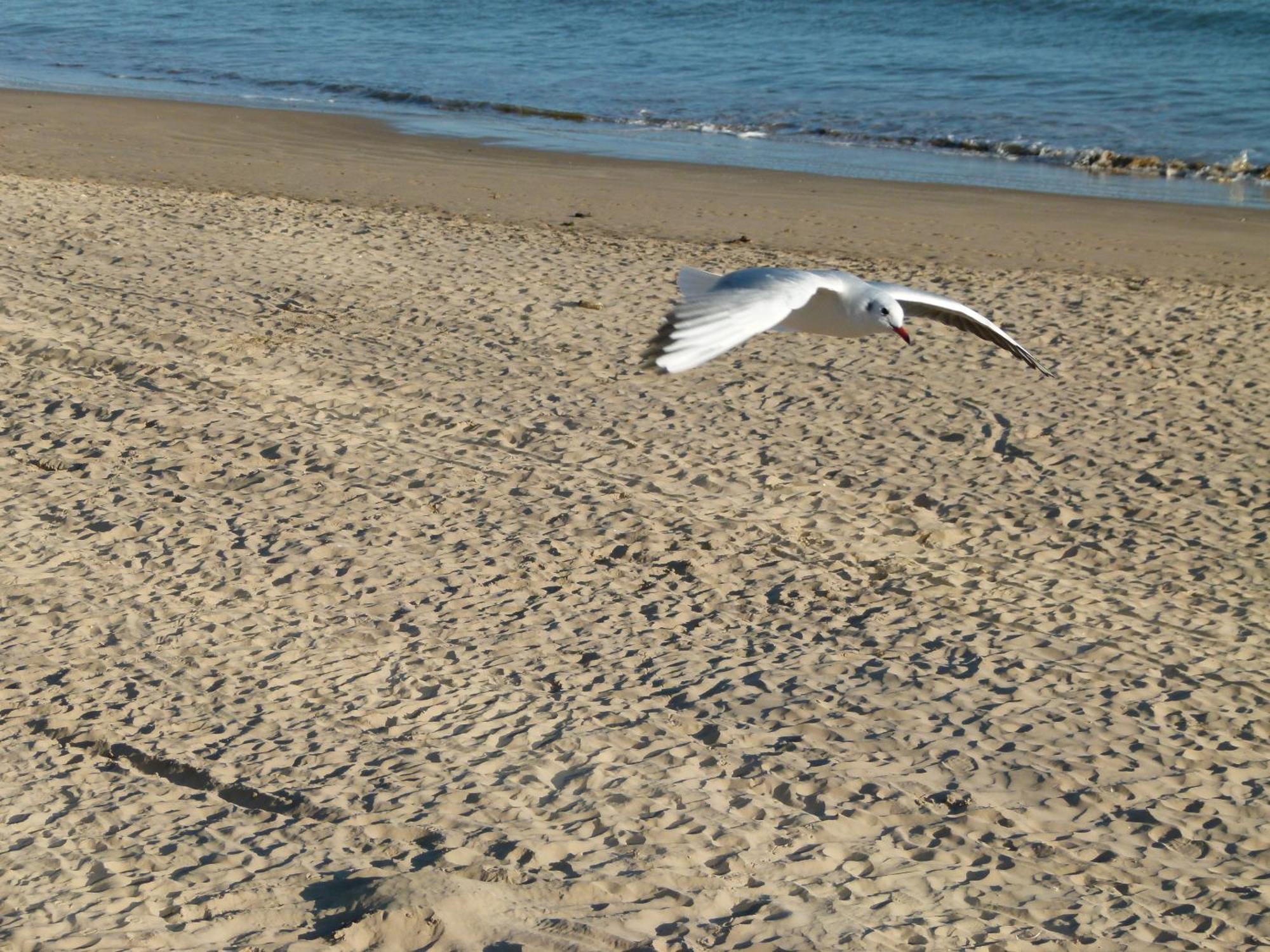 Appartements Front De Mer Sables D'Olonne Les Sables-d'Olonne Bagian luar foto
